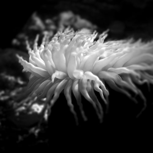 Aqualife 9
