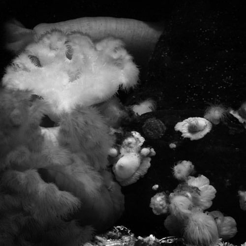 Aqualife 27
