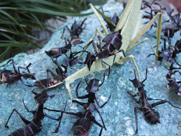 Insecte origami in natura
Cuvinte cheie: insecte japonia