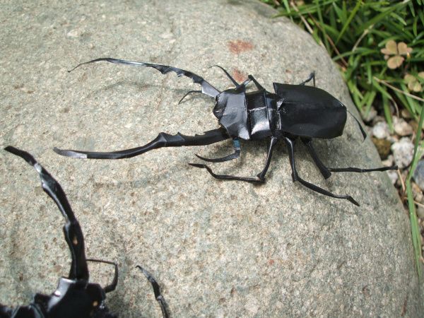 Insecte origami in natura
Cuvinte cheie: insecte japonia