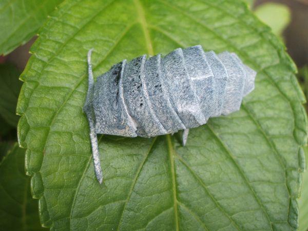 Insecte origami in natura
Cuvinte cheie: insecta japonia Insecte origami in natura
Cuvinte cheie: insecta japonia