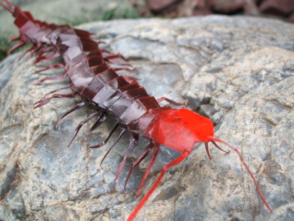 Insecte origami in natura
Cuvinte cheie: insecta japonia