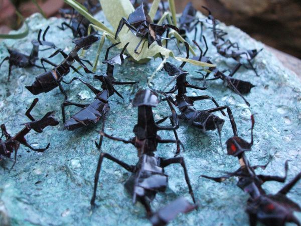 Insecte origami in natura
Cuvinte cheie: insecte japonia