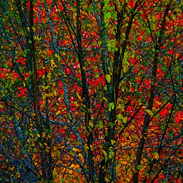 Blue Moss & Wild Colours
Cuvinte cheie: toamna