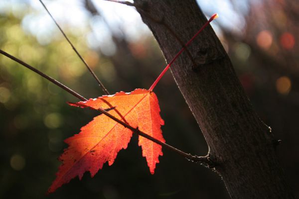 Depth of autumn's field - I
Cuvinte cheie: frunza