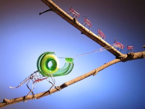 Cameleon
Cuvinte cheie: cameleon