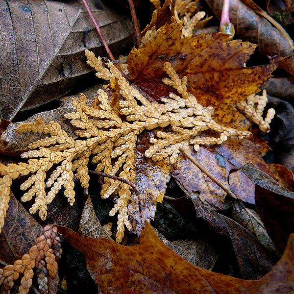 Autumn spirit
Cuvinte cheie: toamna frunze