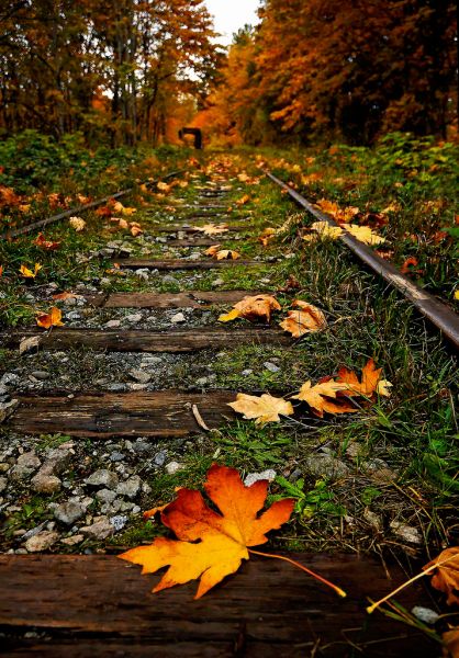 Click pentru imaginea mărită
==============
Overgrown and Autumn Painted
Cuvinte cheie: toamna frunze Overgrown and Autumn Painted
Cuvinte cheie: toamna frunze