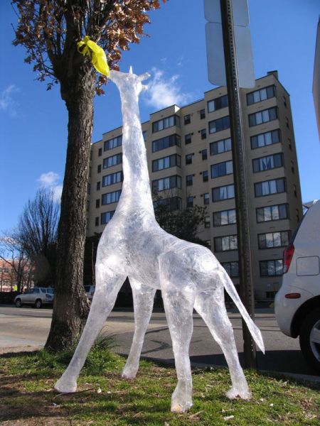 Cuvinte cheie: animal girafa