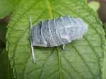 insecte005.jpg