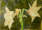 Amarilis_aquarela.jpg