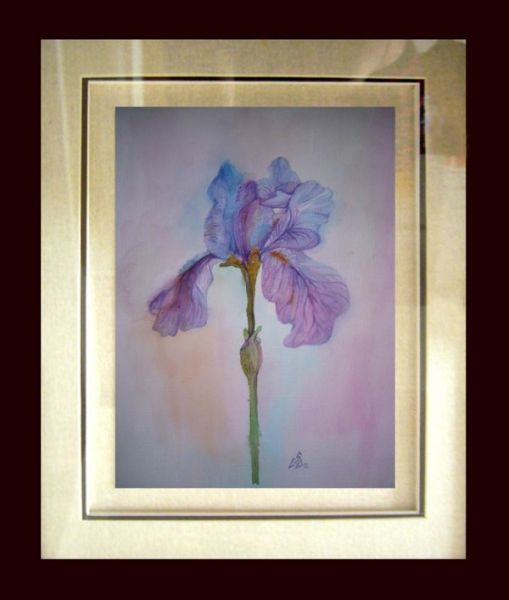 Iris 1
Cuvinte cheie: iris flori