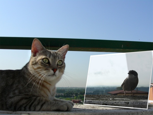 Fotografii în fotografii